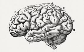 AUDIO: Teachers Try Brain Rot Words